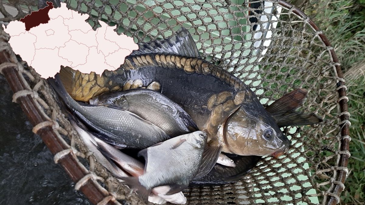 V nádrži na Mostecku uhynuly tisíce kilogramů ryb